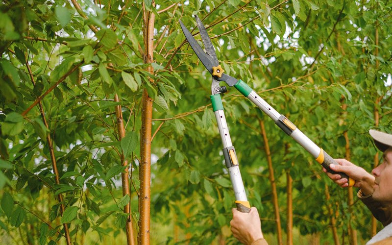 Tree trimming in Kalaupapa, HI