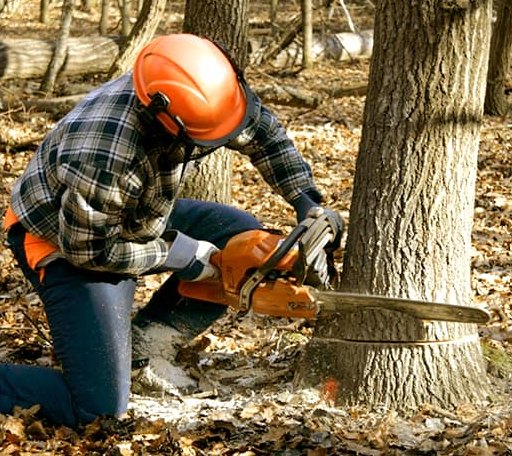 Tree Removal in Kalaupapa, HI